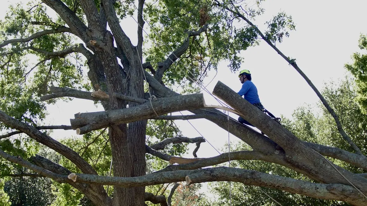Professional Hazardous Tree Removal performed by certified arborists in Bassett