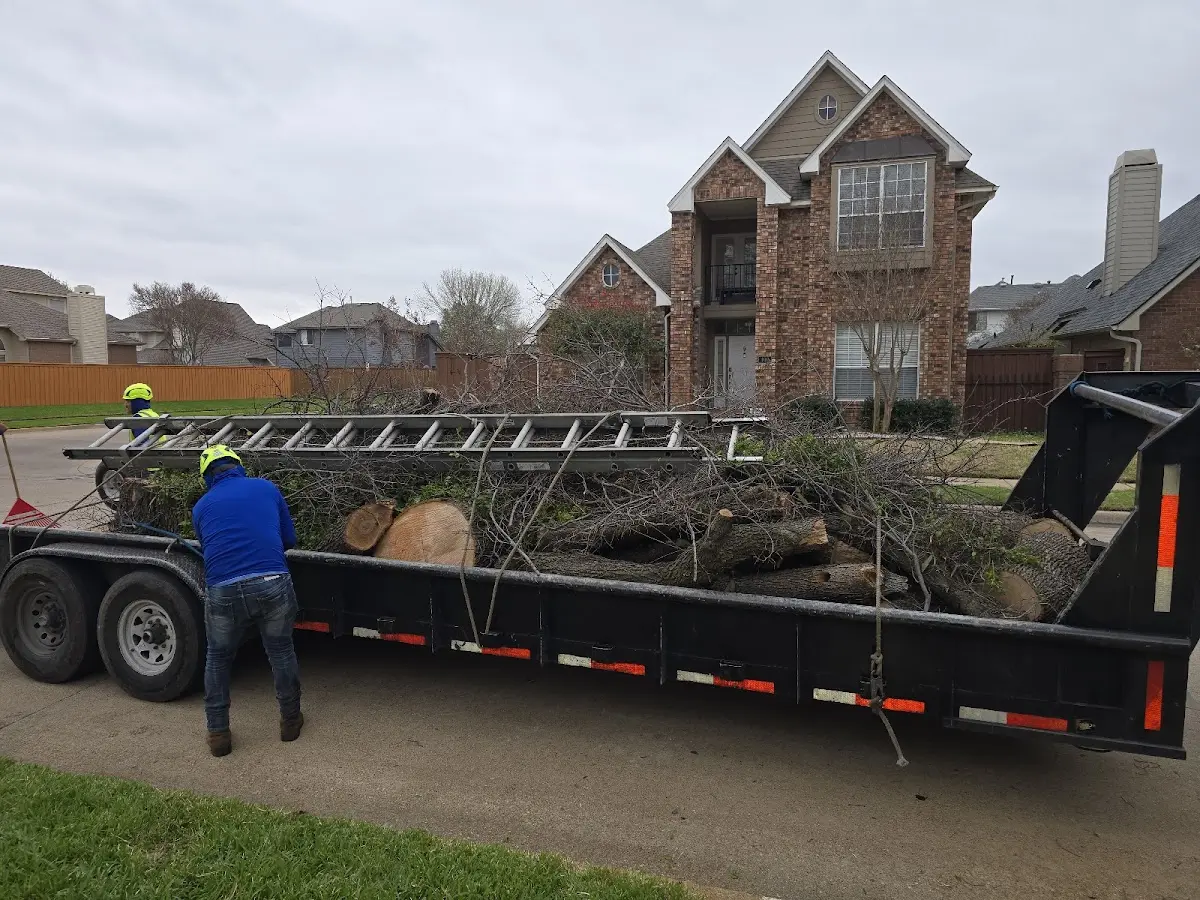 Expert Tree Removal with proper safety equipment in Bassett